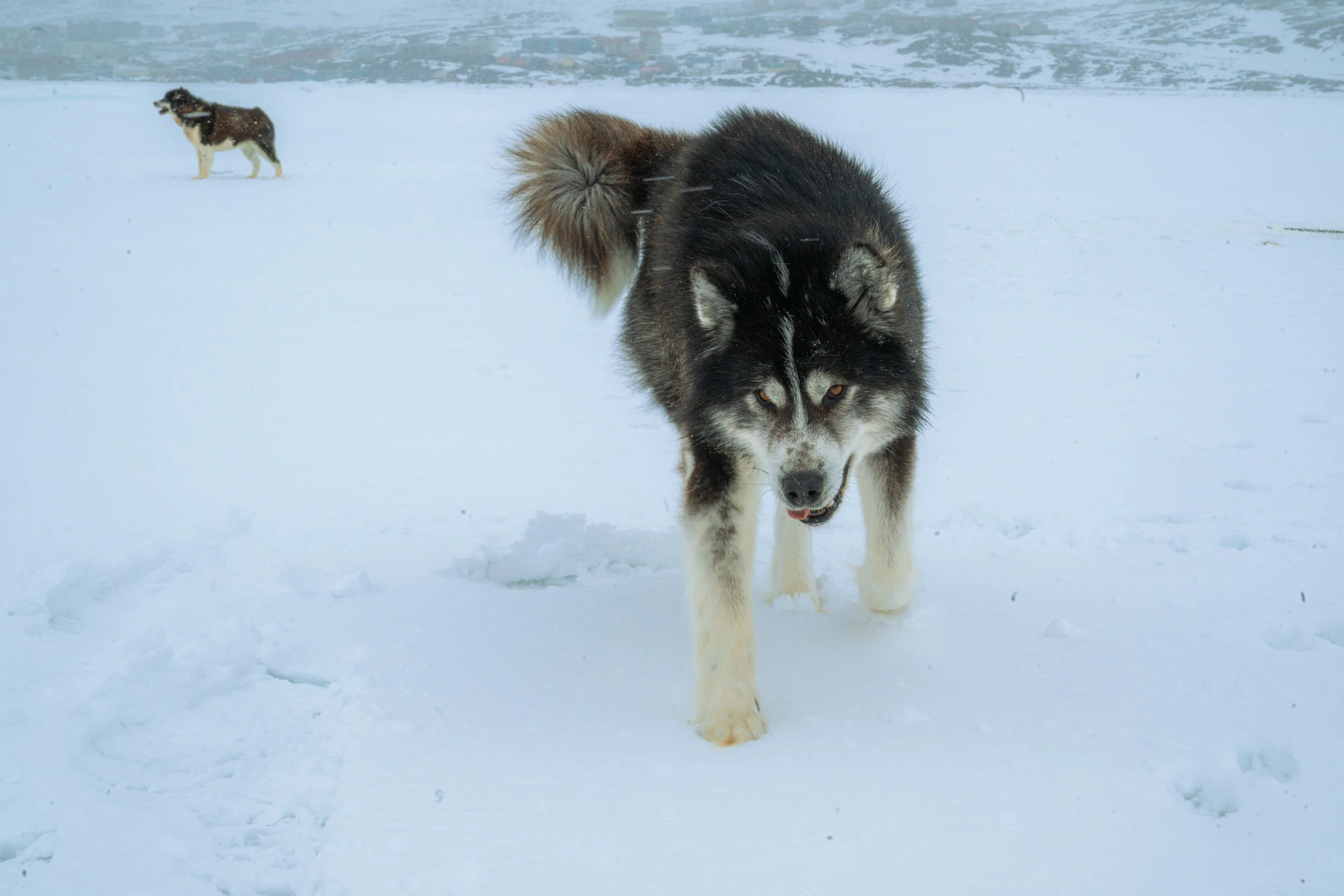 _DSC9275.jpg