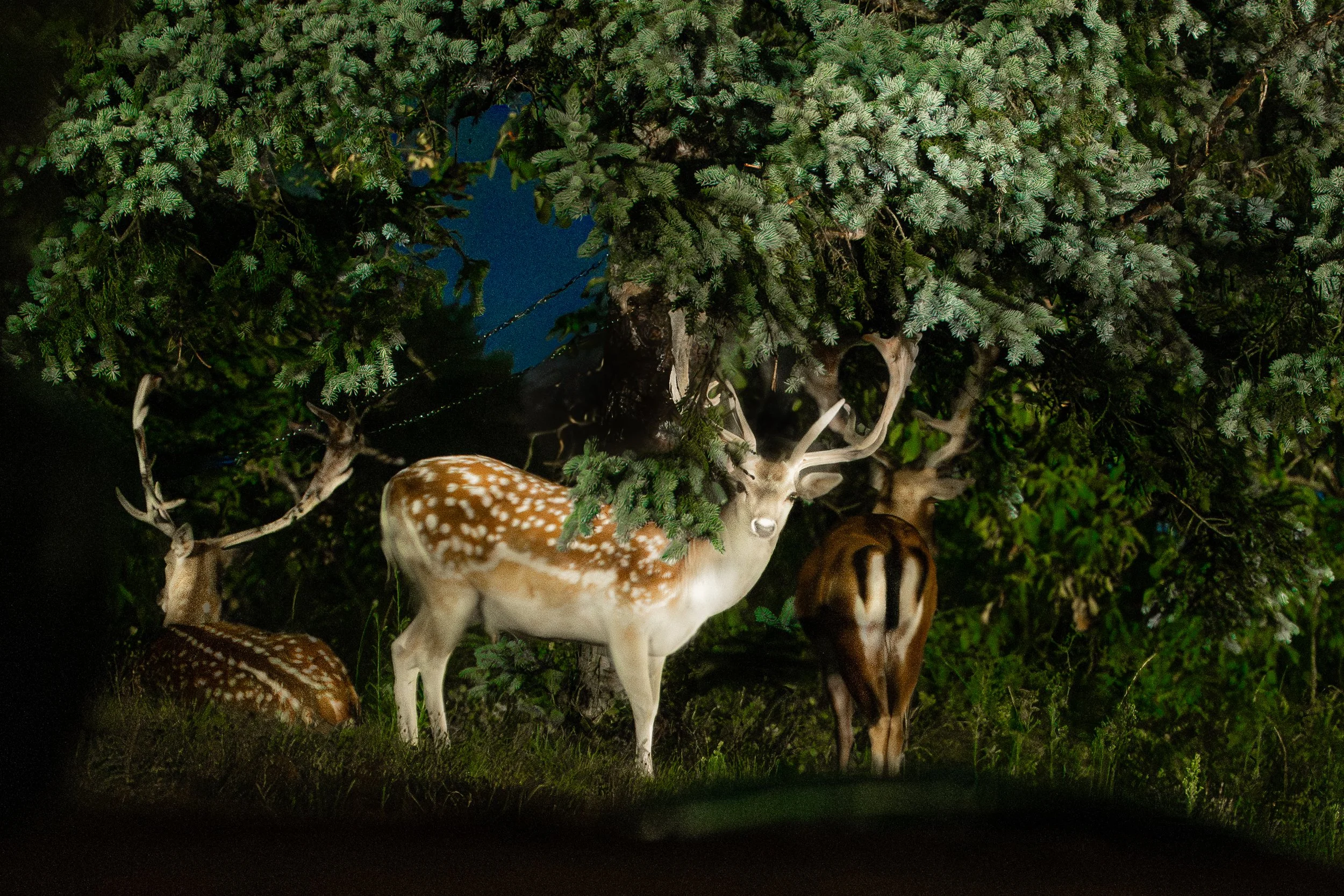 Fallow Deer