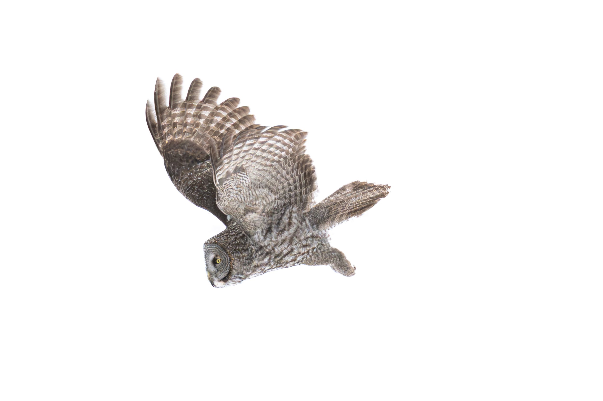 Grey Owl