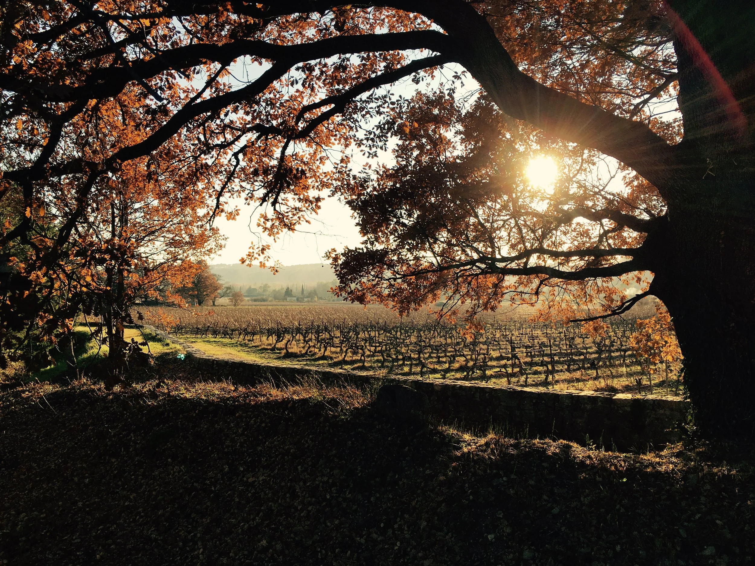 FullSizeRender 19.jpg