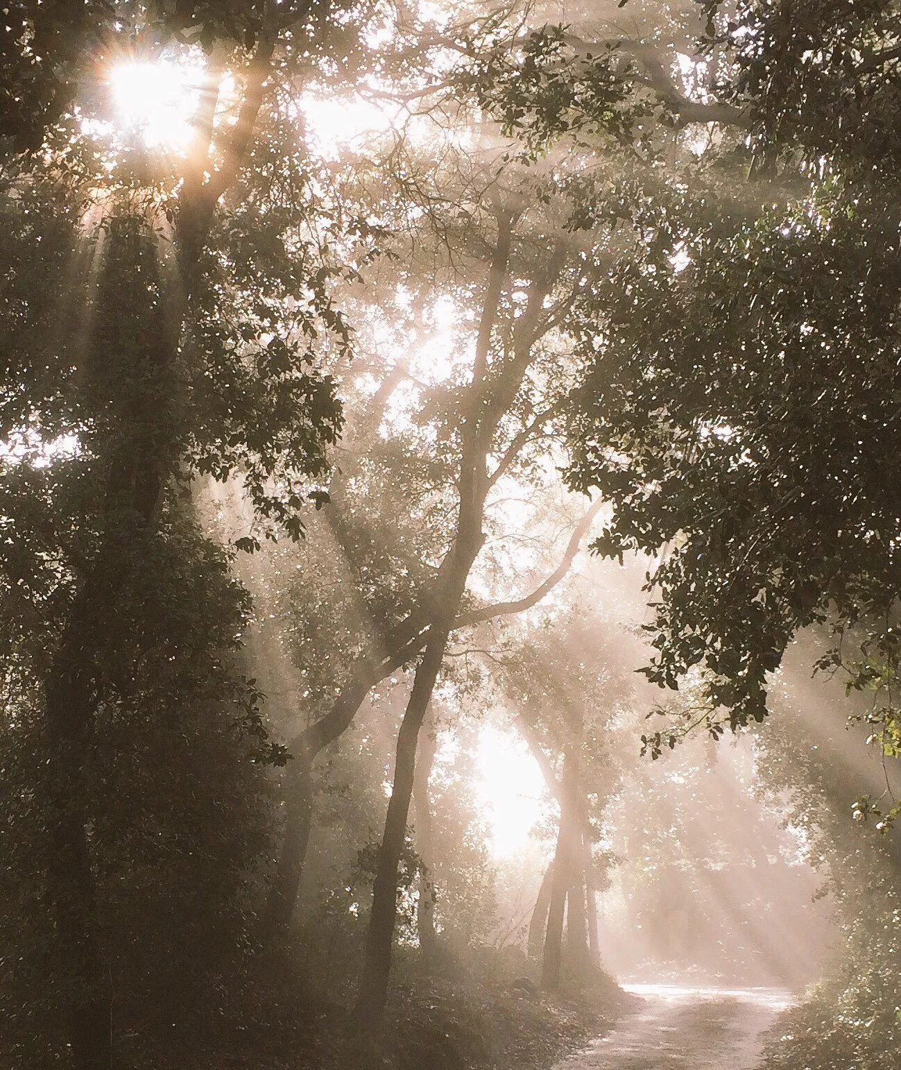 Sunlight through the trees in the mist