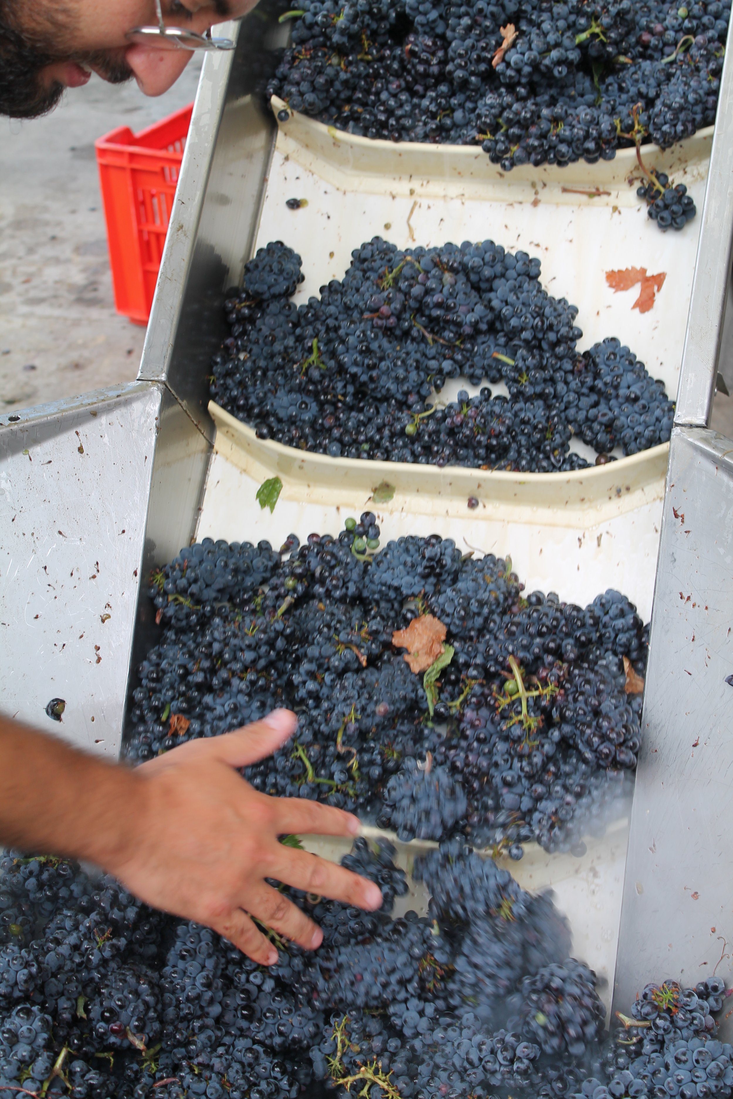 Uomo che raccoglie uvas nere in una regione vinicola, con un secchio e un tavolo di raccolta.