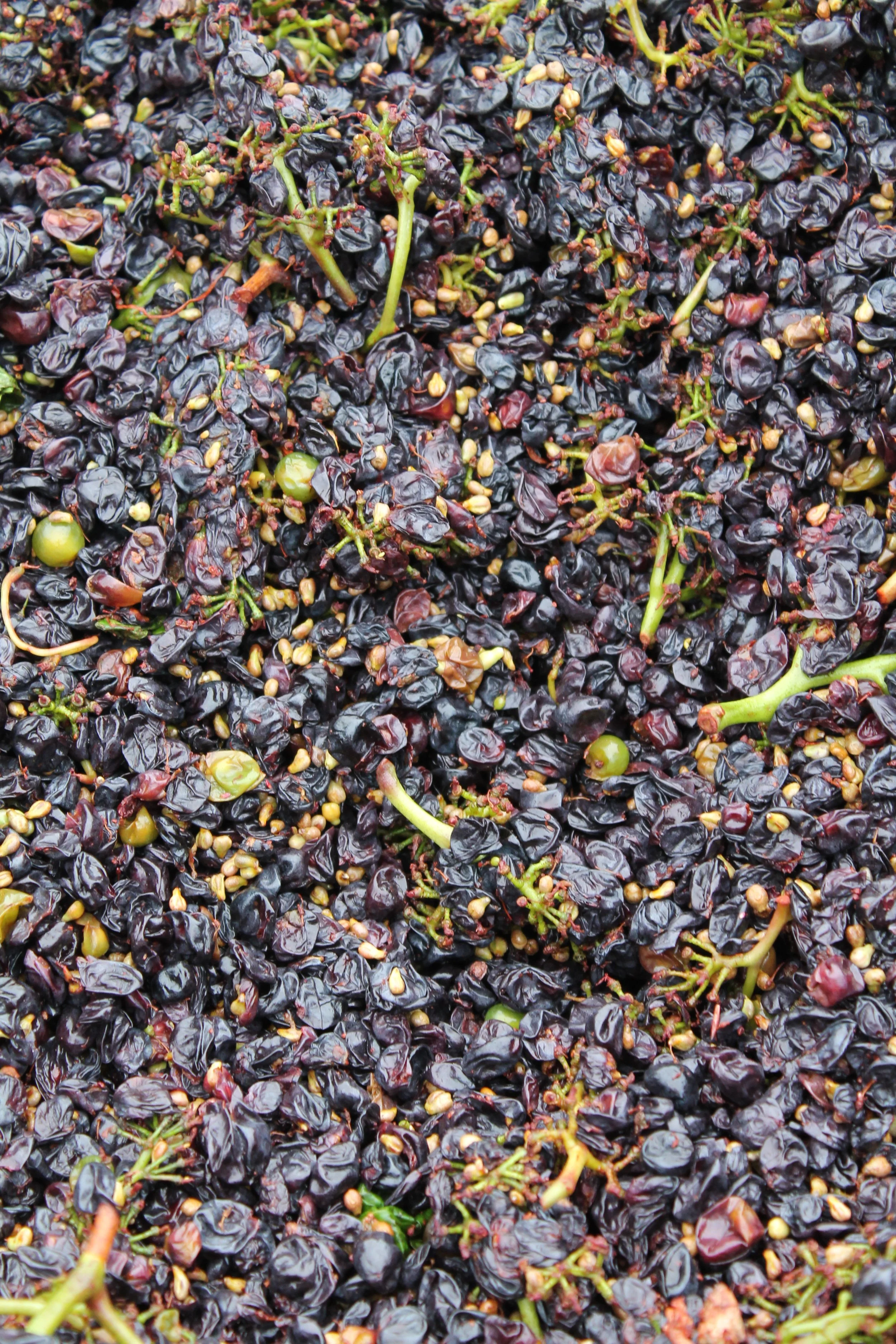 Uva nera raccolta in grappoli, alcune con chicchi verdi