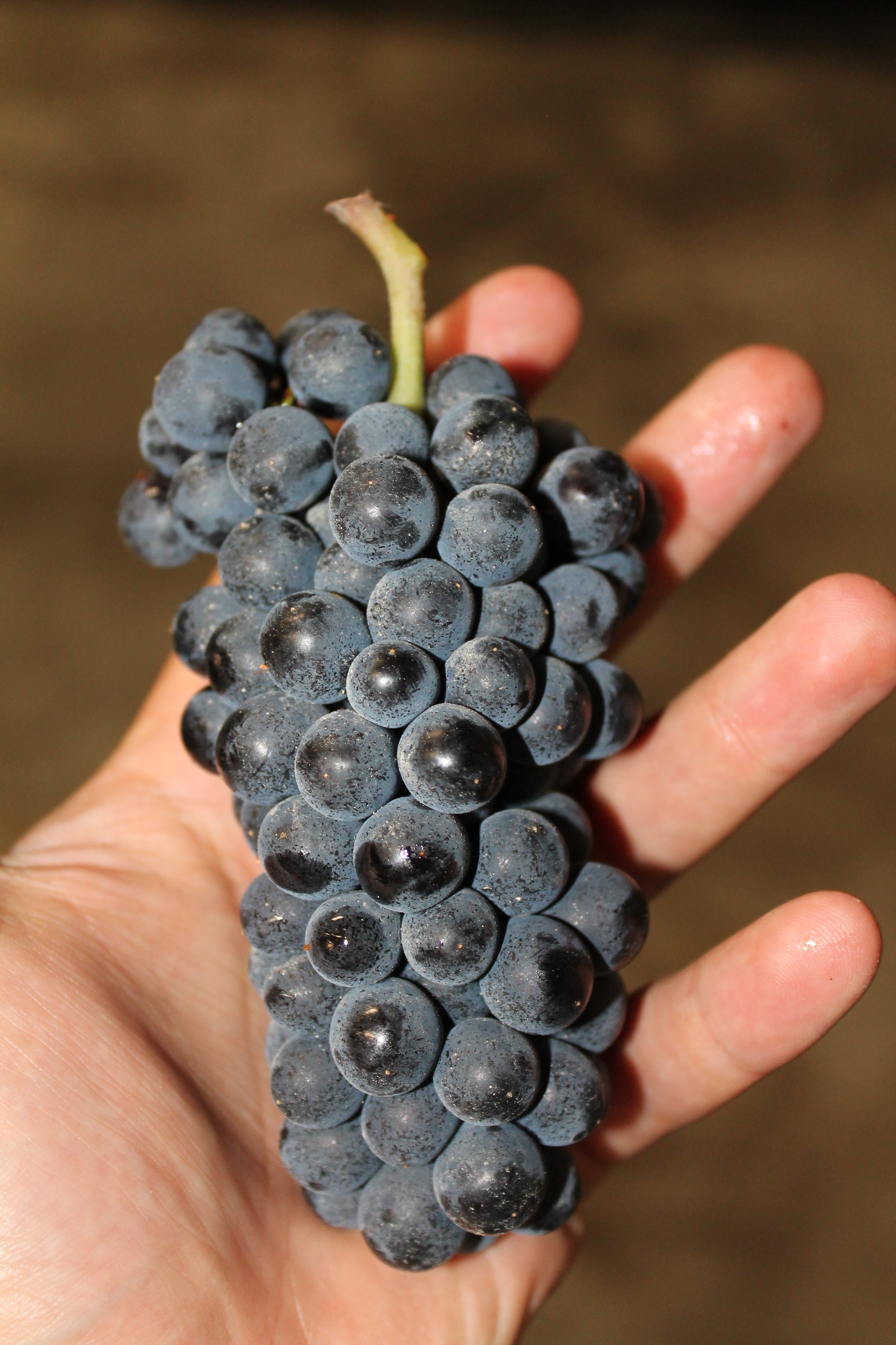 Un grappolo d'uva nera tenuto tra le dita di una mano