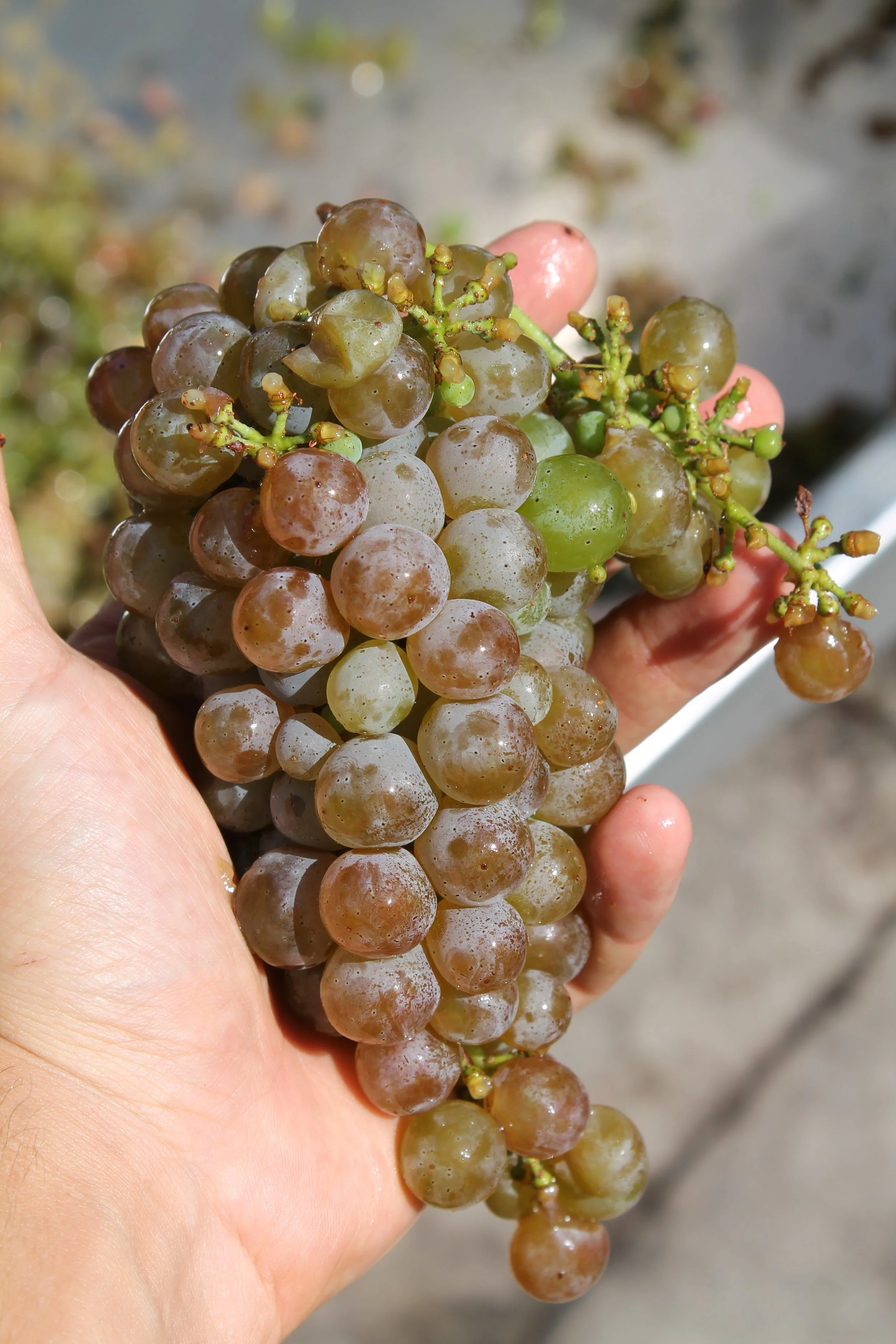Raccolta di grappoli d'uva verde e rossa tenuti in mano, in un contesto di piena luce naturale.