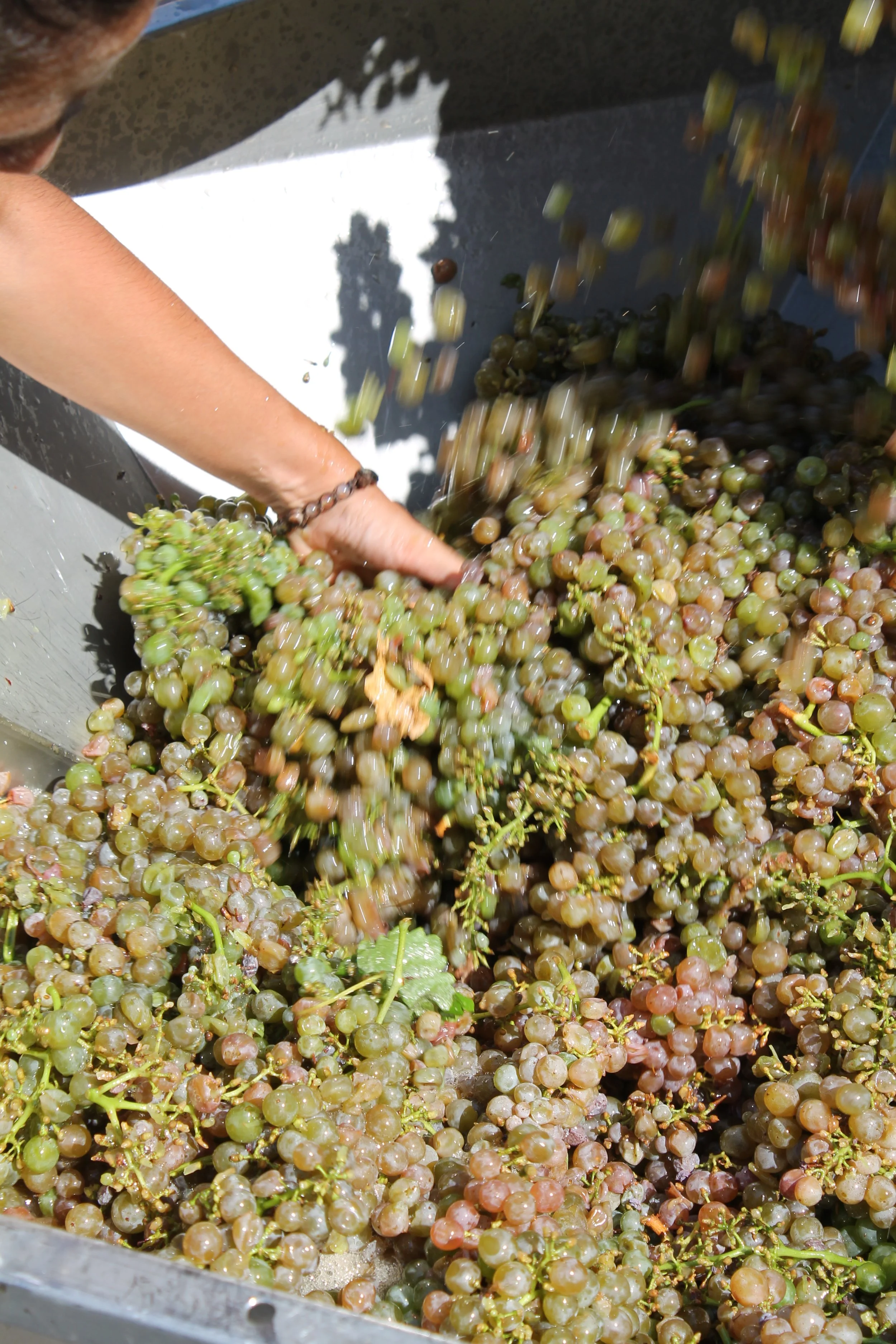 Uomo che raccoglie grappoli d'uva in una vasca di produzione vinicola.