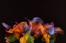 The Butterflies (Le Farfalle)