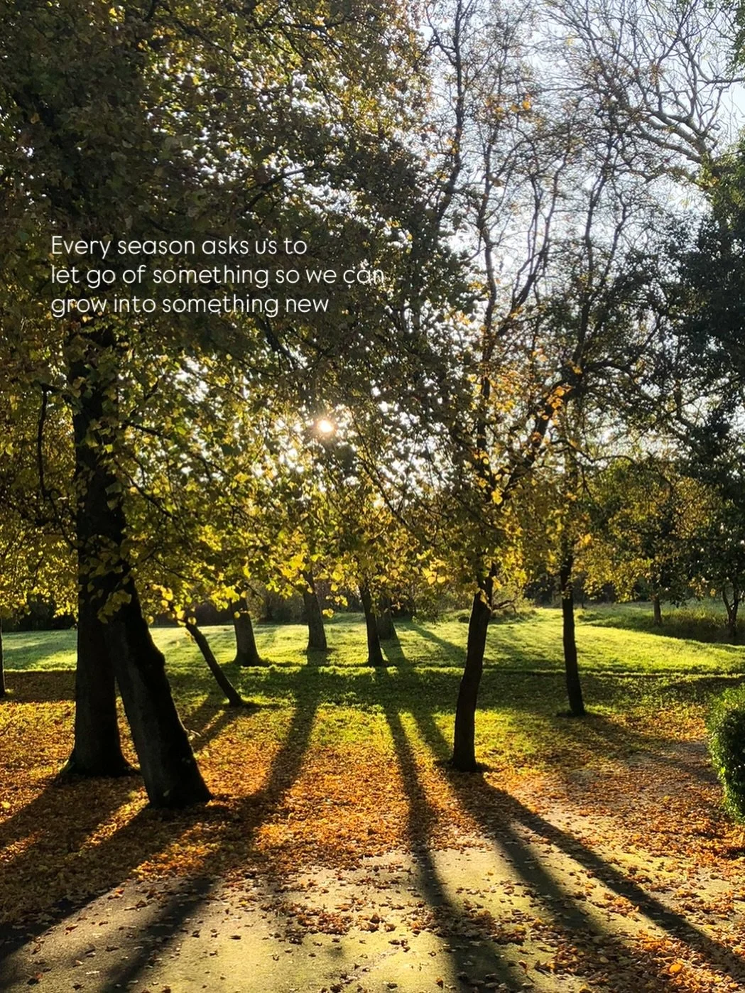 Be a tree and let go of the leaves &bull; Do you know what you need to let go of this season so that you can grow into the next? 🍂🍃🌞