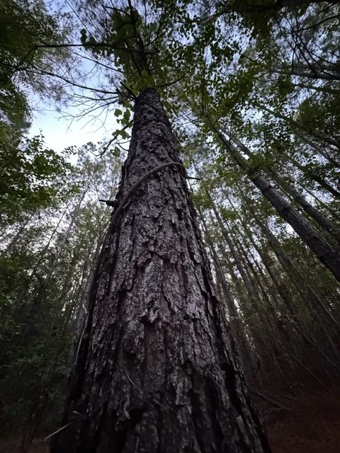 image9 (1).jpeg