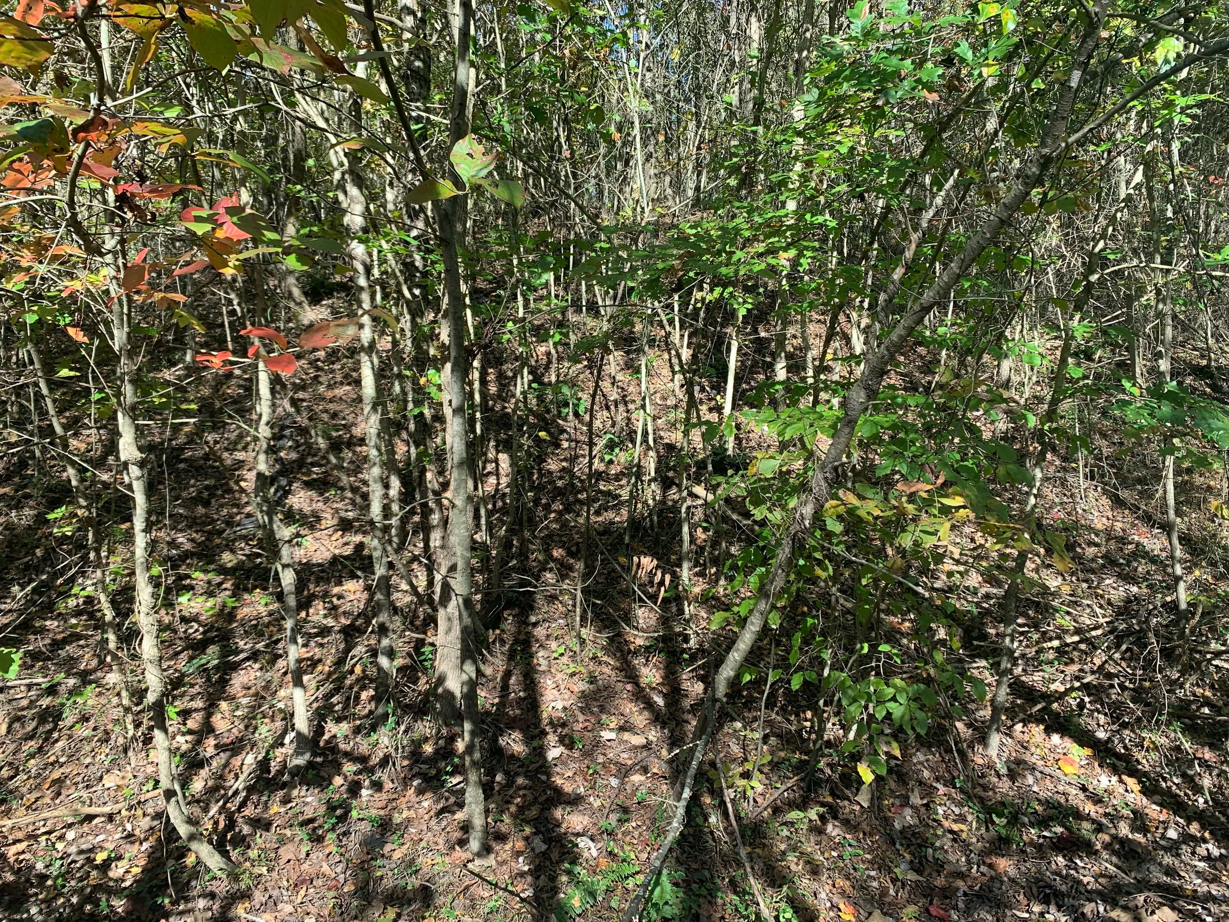 image0 (2).jpeg