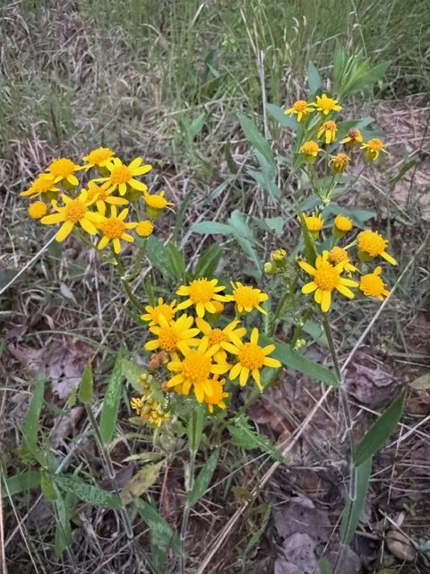 image8 (1).jpeg