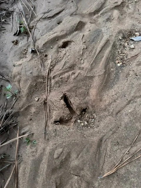 image3 (1).jpeg