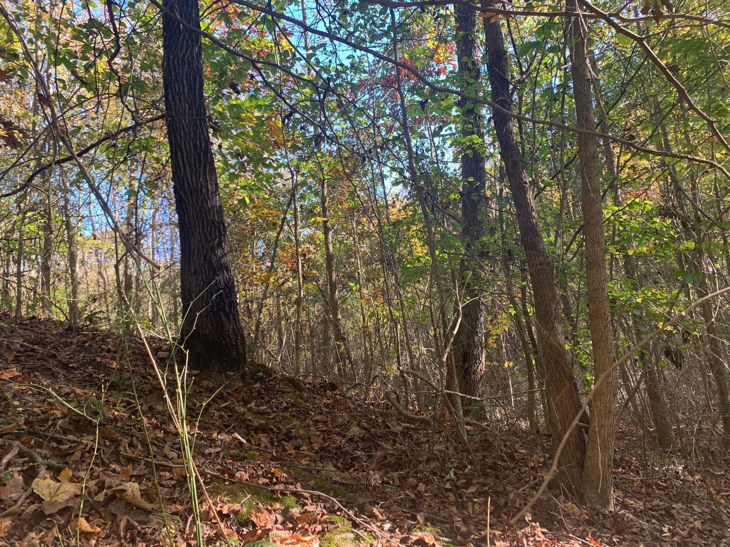 image0 (7).jpeg