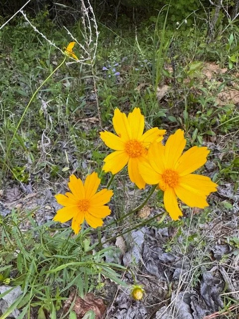 image5.jpeg