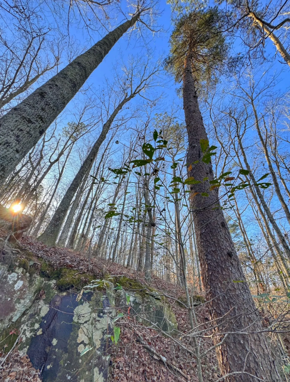 Image 53.png