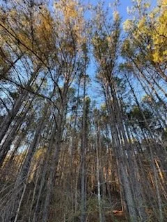 4 Acres -  Marion County, AL