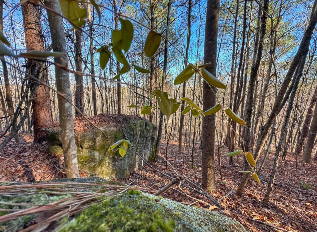 Image 74.png