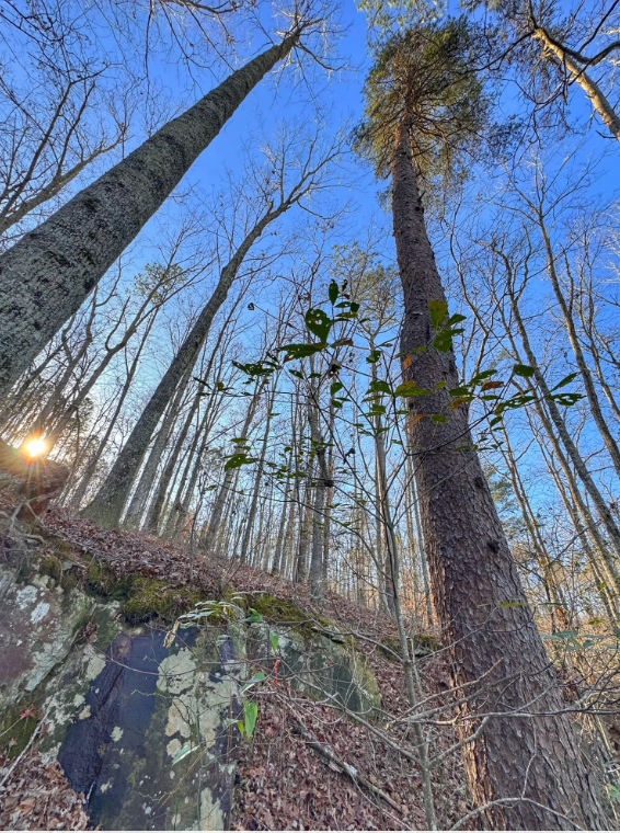 Image 72.png