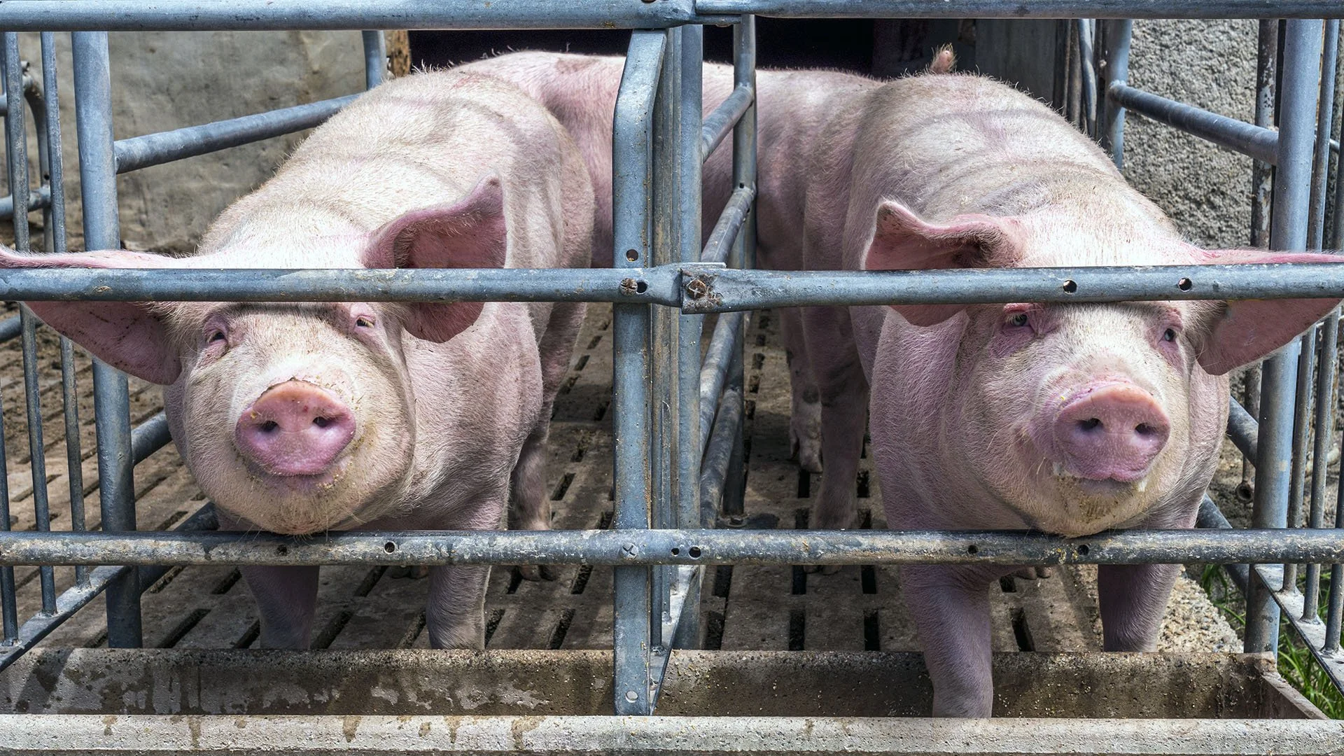 Animal Welfare Meetup: The "Save Our Bacon Act" and How to Get Involved