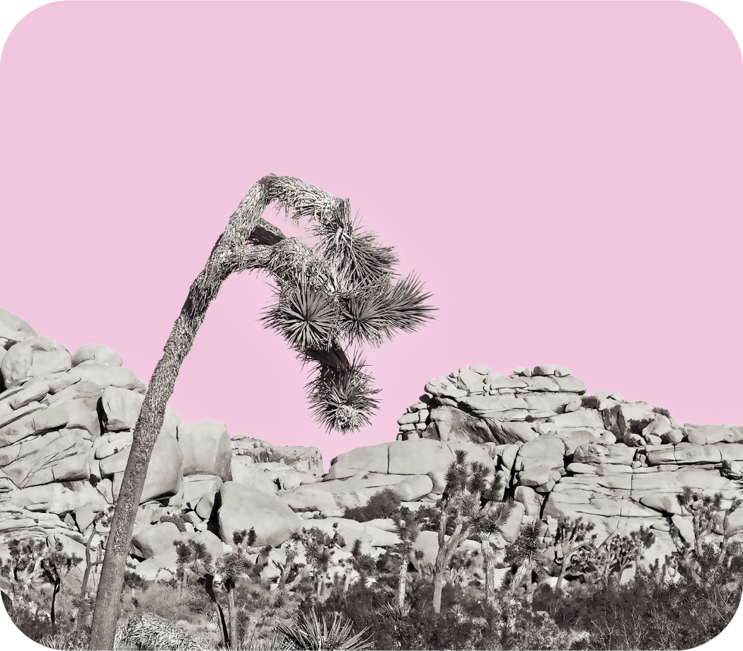 Untitled (Joshua Tree) Fine Art Print