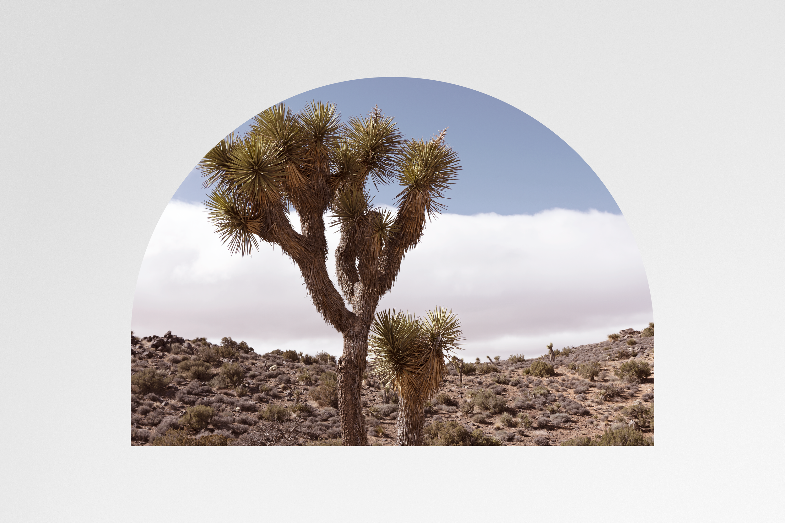 Joshua Tree No. 1 (Daylight) Fine Art Print