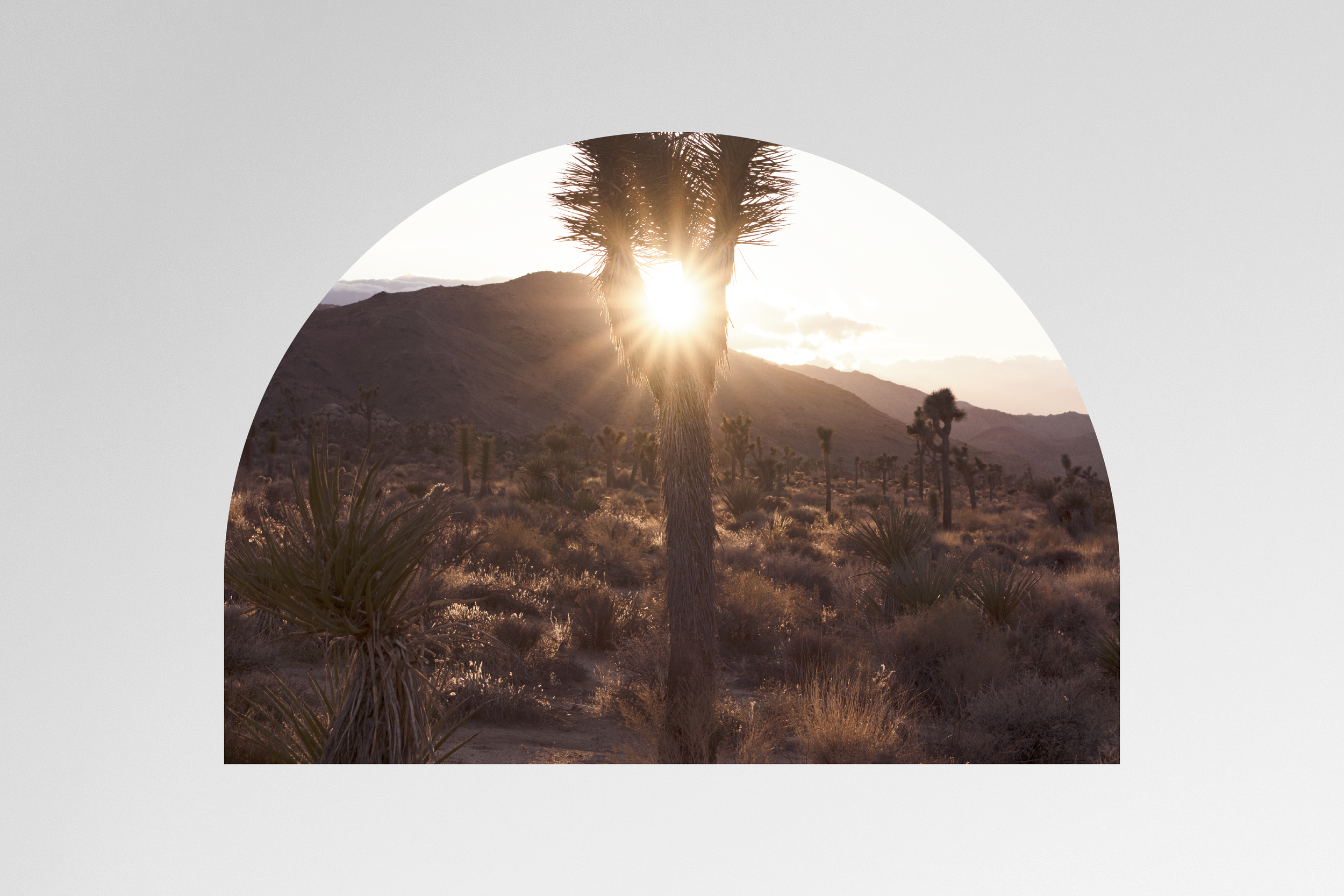 Joshua Tree No. 2 (Sunset) Fine Art Print