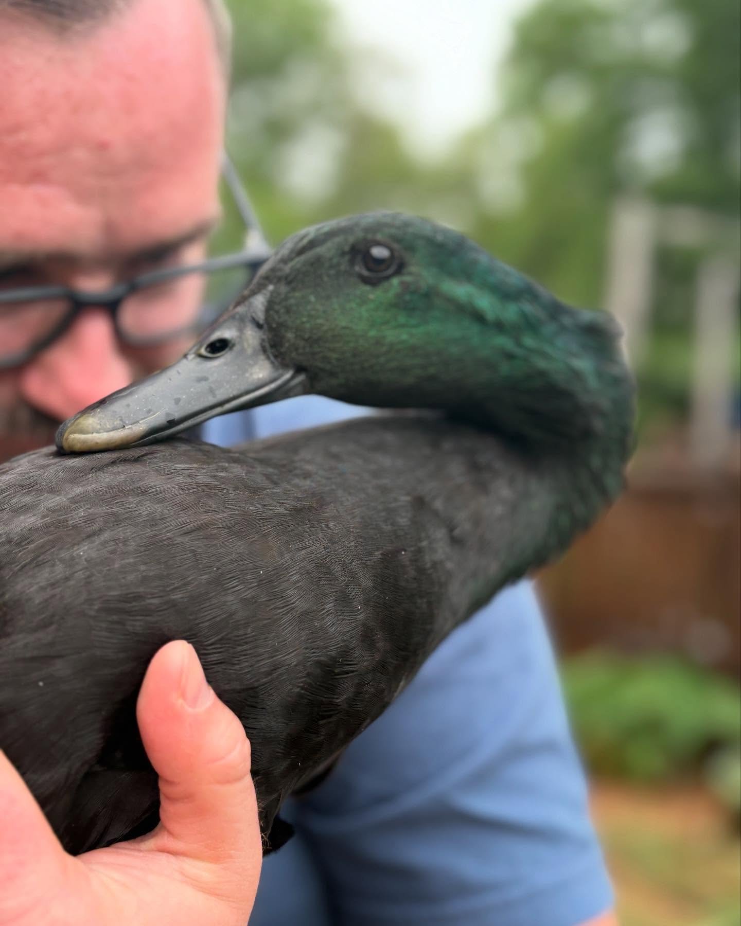 Duck hugs are the best