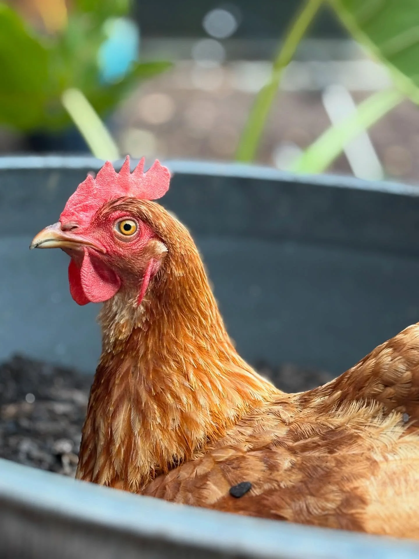 #backyardchickens #chickens