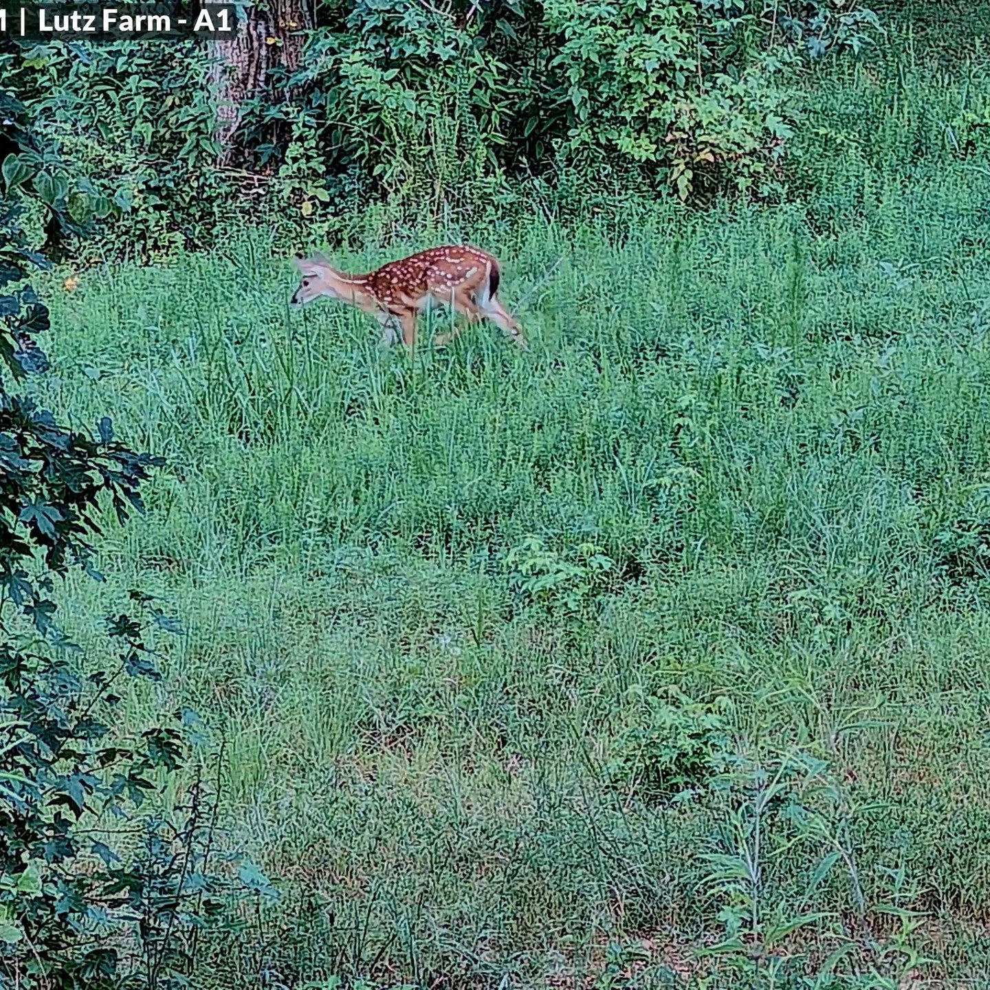 Meet our resident doe and her 2 new fawns - born yesterday.