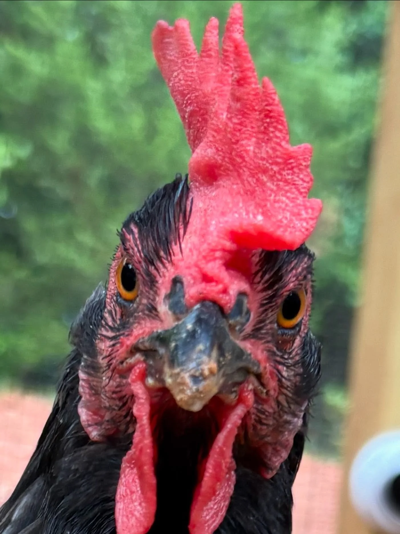 Have you bought a Lutz Farm tshirt yet? Maybe order some eggs while you&rsquo;re at it!