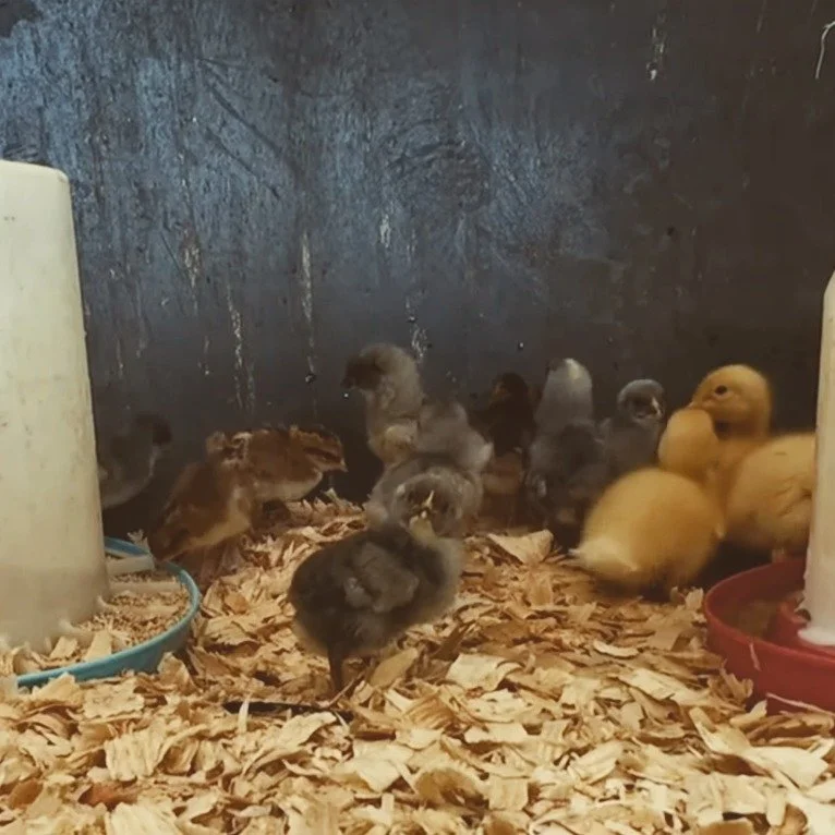 You know what time it is...

New batch of chickens and ducks!
🐥🐓🐥🐓🐥🐓🐥🐓🐥🐓🐥🐓

--> Cream Legbar and Speckled Sussez

https://www.youtube.com/watch?v=b8OSj-UaHEo