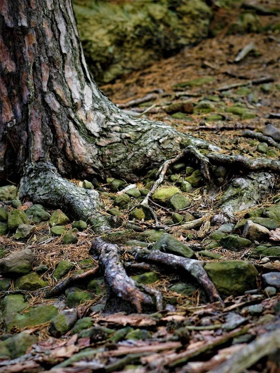 Close-up of a tree trunk and roots on a forest floor covered with rocks, pine needles, and fallen leaves.
