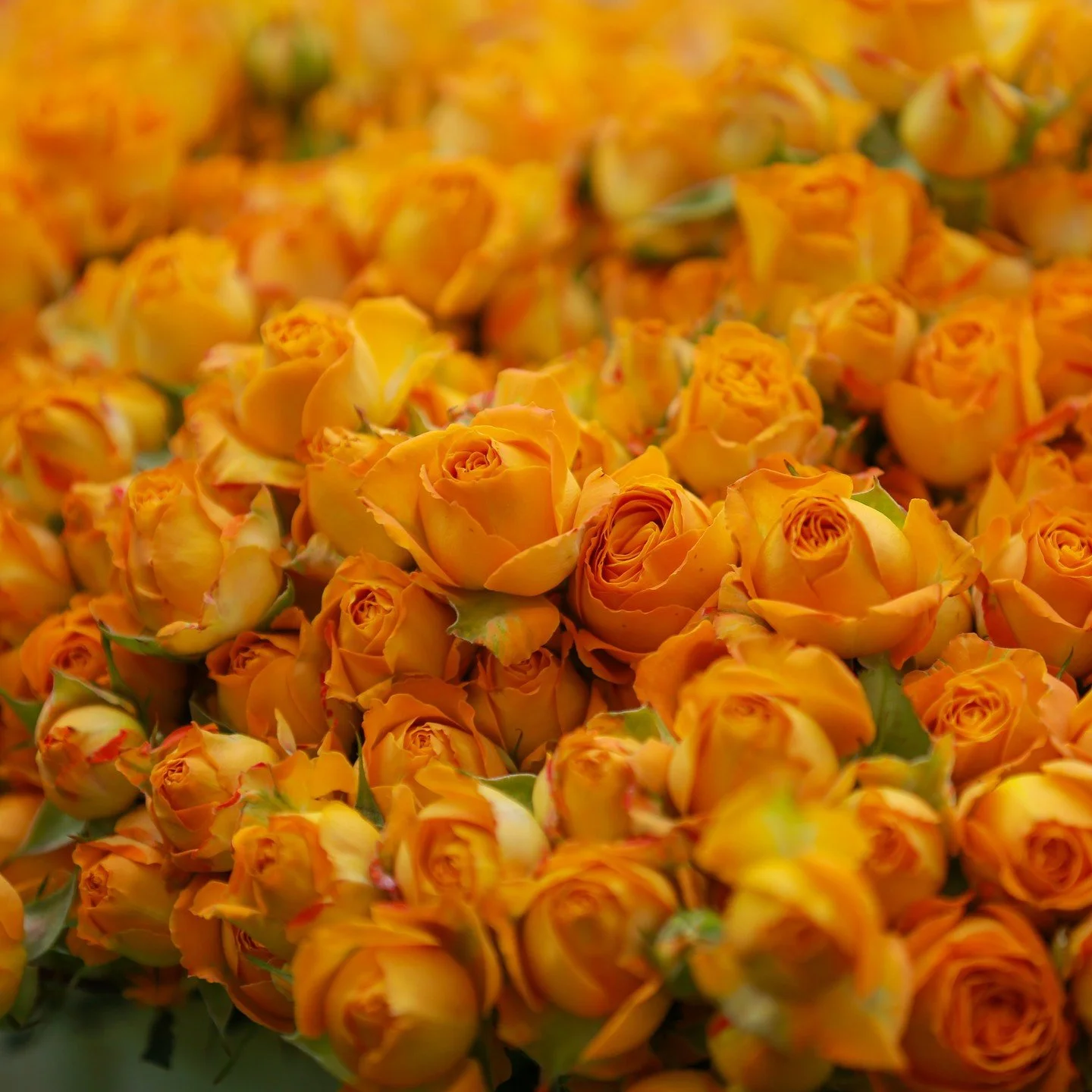 As of 2024, Kenya ranks as the fourth-largest exporter of cut flowers worldwide! 🌍🌺 With its rich floral heritage, the country continues to thrive on the global stage, sharing its vibrant blooms with the world. 🌸💐 #KenyaFlowers #GlobalTrade #Flor