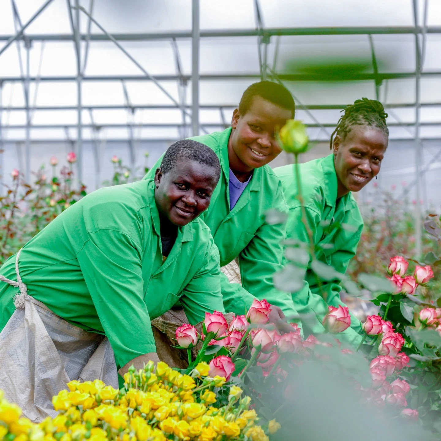 Did you know? Kenya's floriculture industry isn't solely about flowers&mdash;it's also a major contributor to employment! 🌸💼 With over 500,000 Kenyans working in the sector, including 100,000 flower farm workers, and influencing over 2 million live