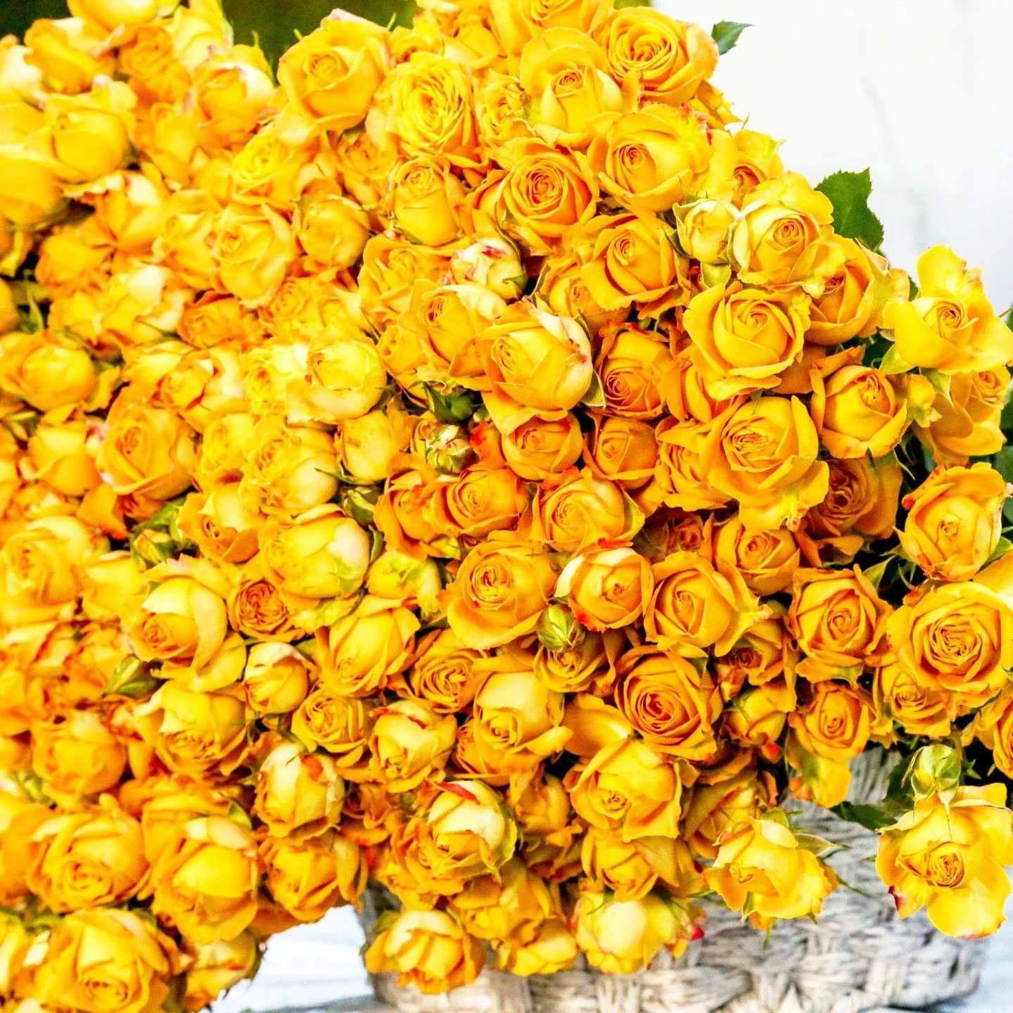 Explore the vast world of roses! With over 150 unique varieties cultivated globally, a robust flower catalogue becomes essential for flower growers and exporters. 🌹 Capturing each delicate bloom with clarity ensures that their beauty shines through,