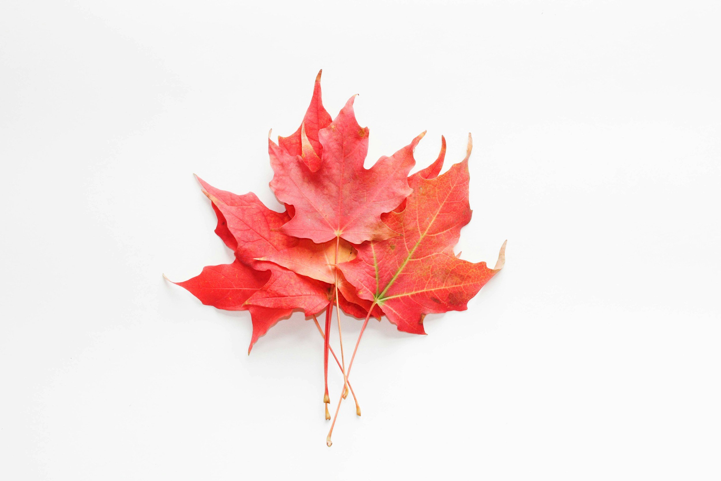 unsplash-image-WYHiLyPrPVM.jpg