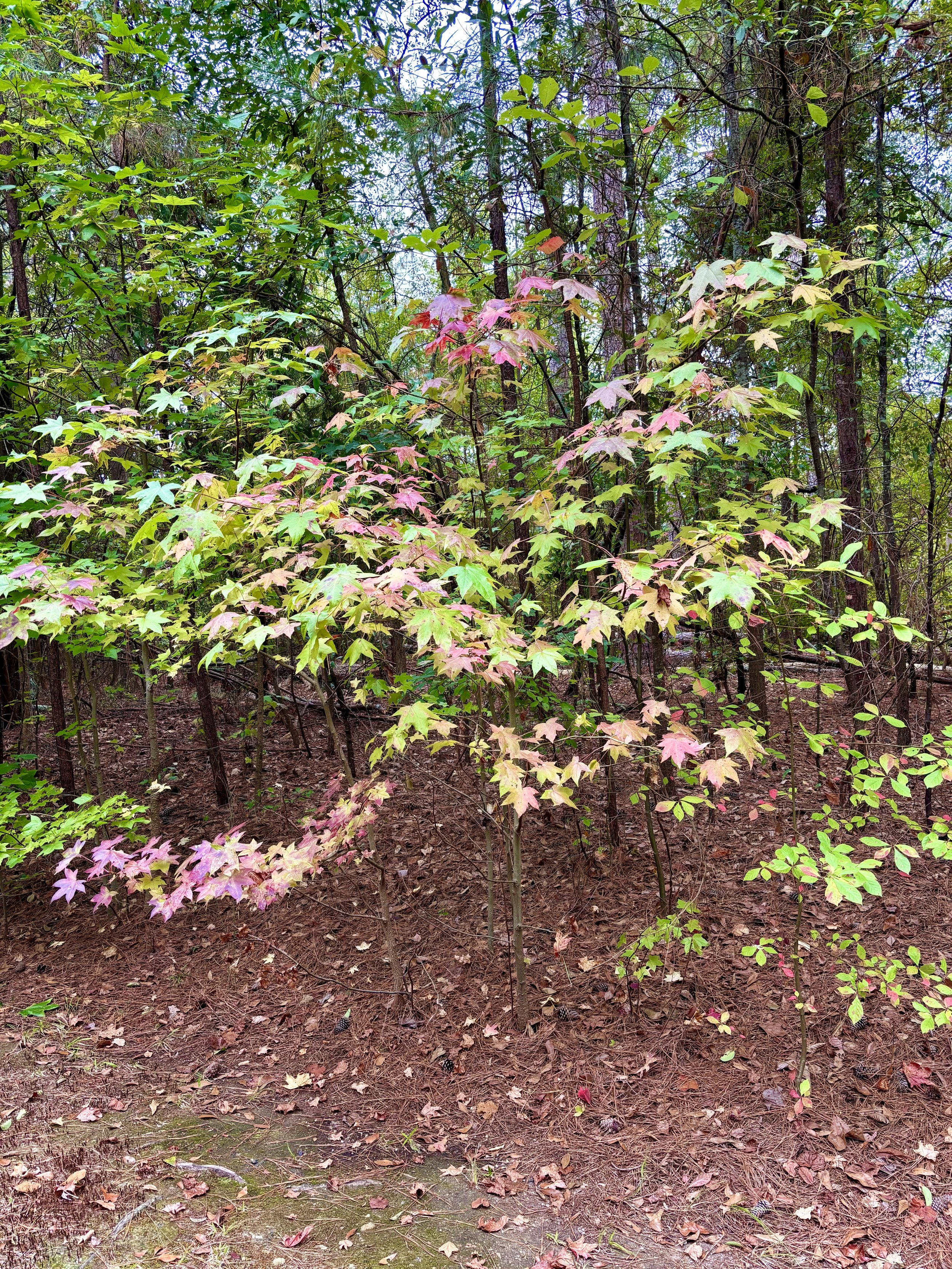 Leaves Starting to Change
