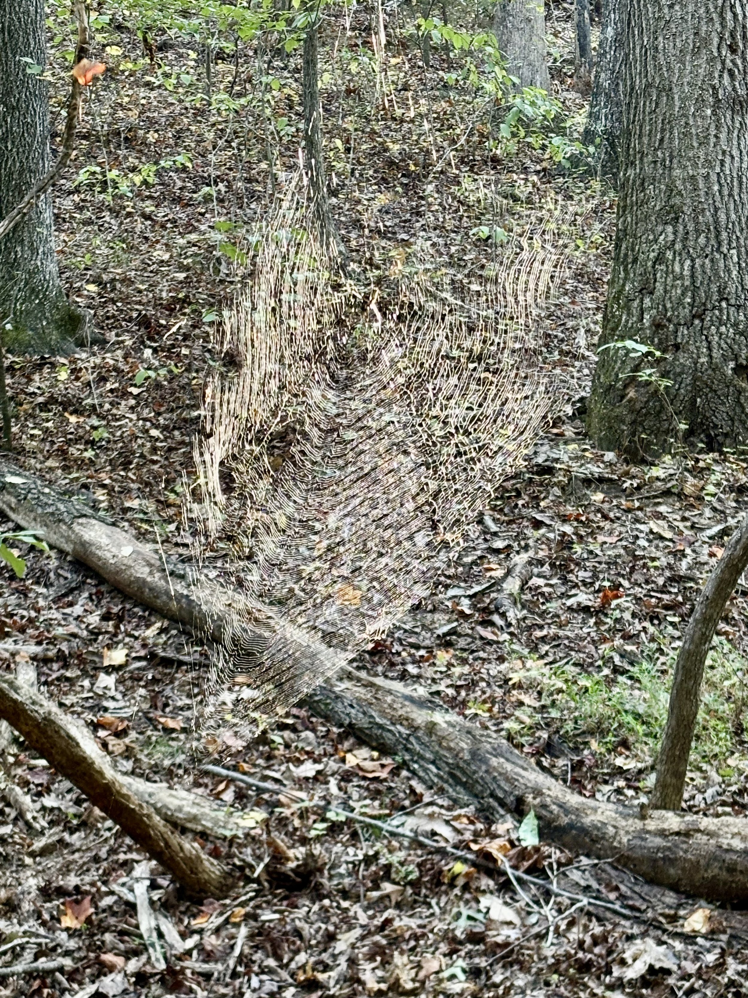 Big Spiderwebs Everywhere