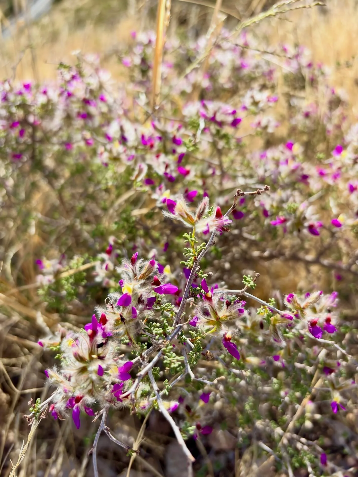 Pretty flowers in the desert 🌵 Nature can produce such beauty even under the harshest of conditions. #newmexico #vanlifer #nature #naturelover #nationalparks