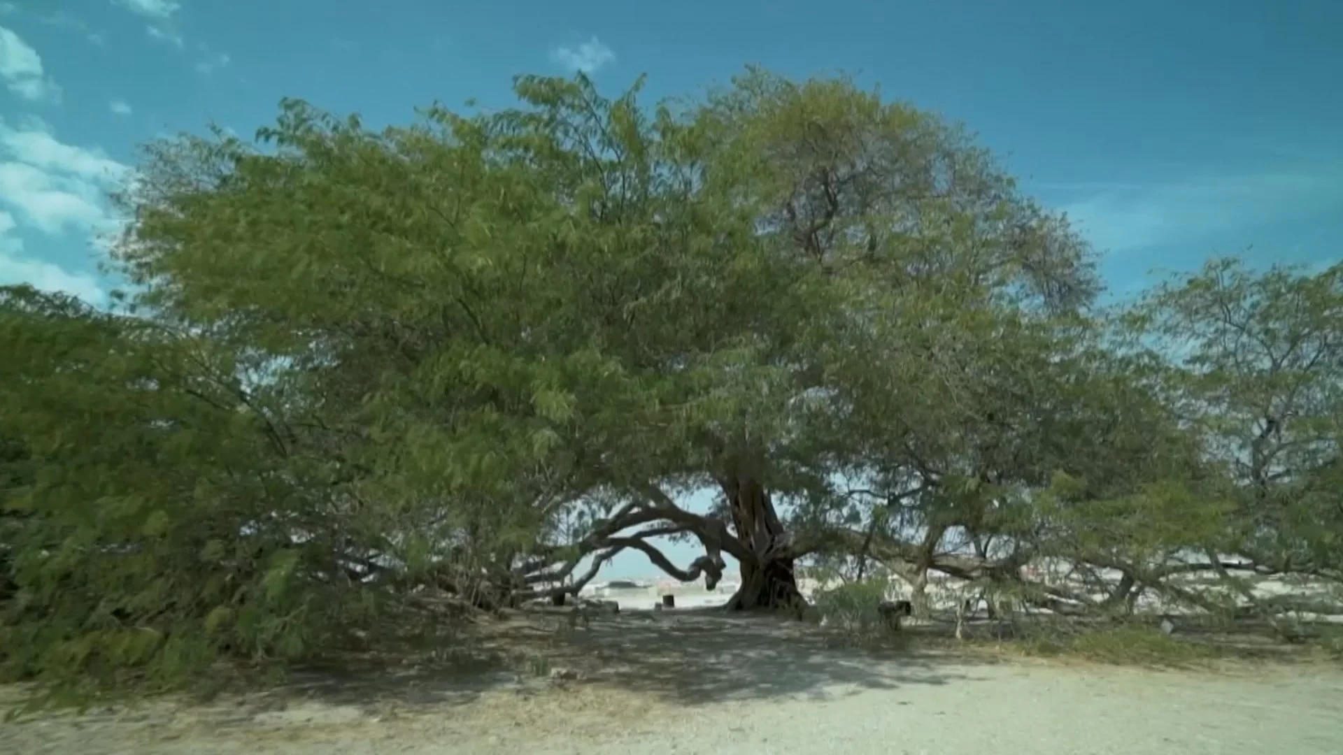 Bahrain’s Tree of Life