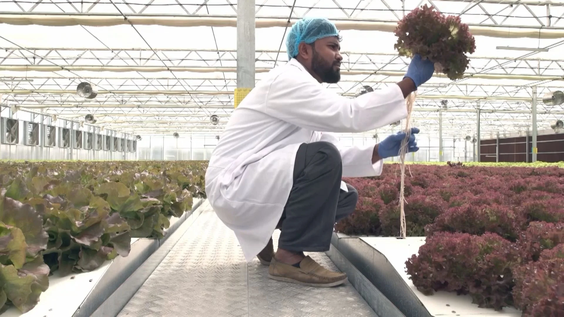 Aeroponic Farming