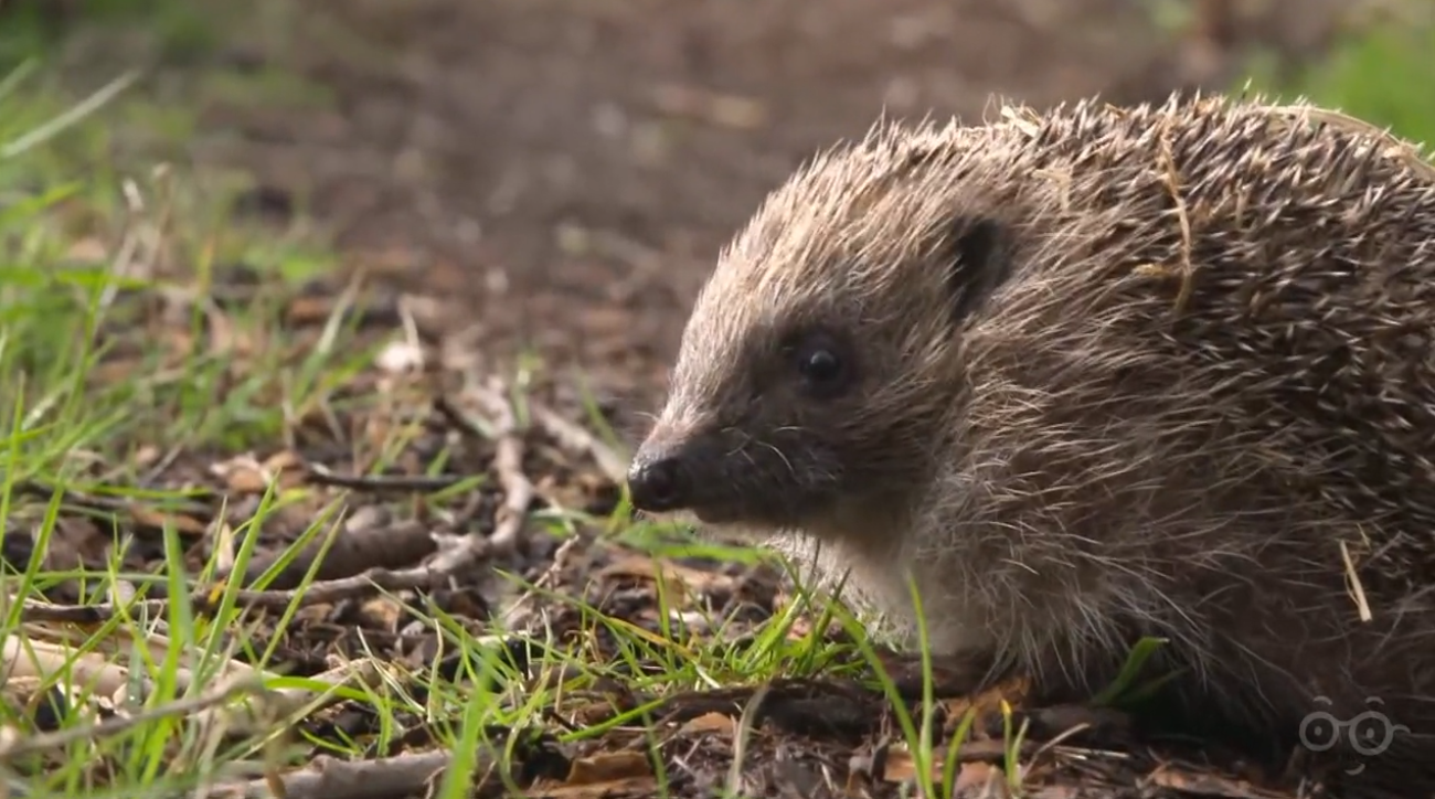 Hedgehog Helpers