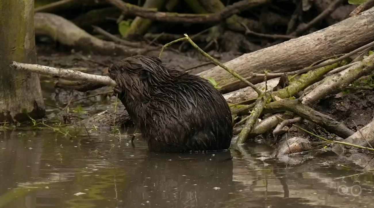 Britain’s Beaver Boom