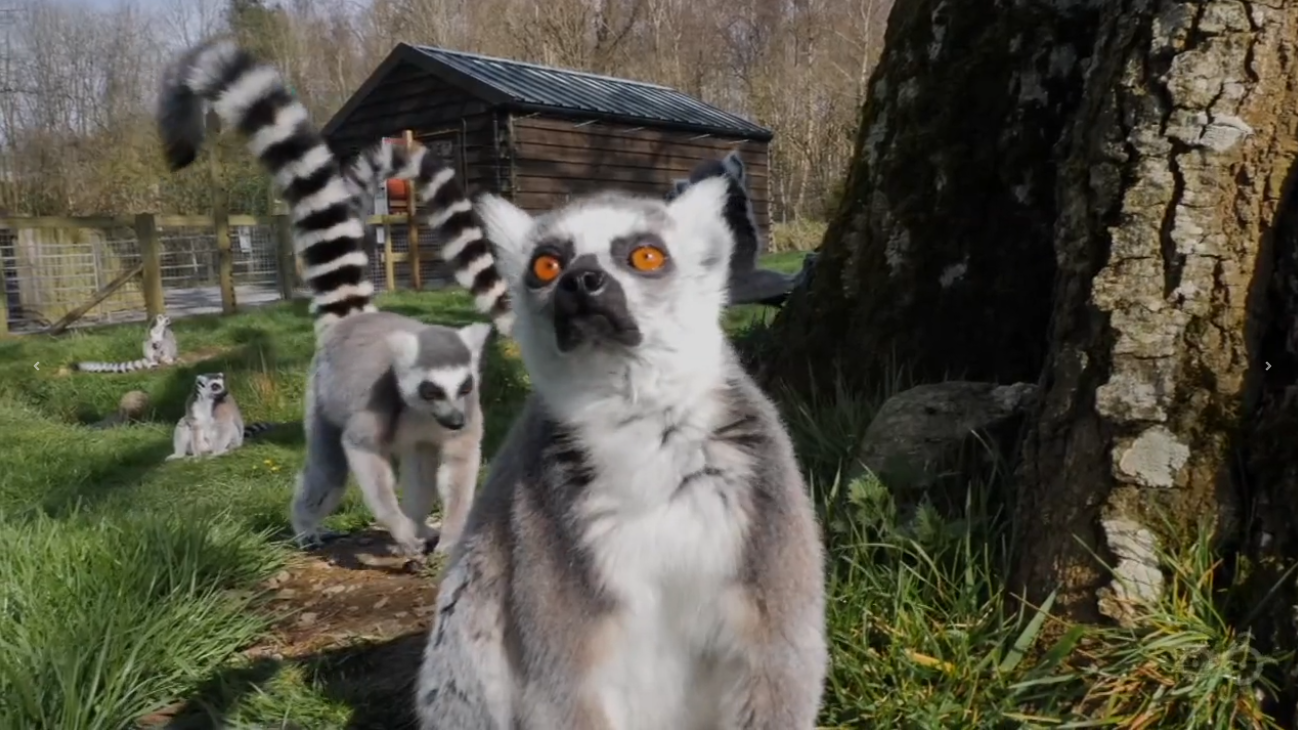 Lemur Yoga