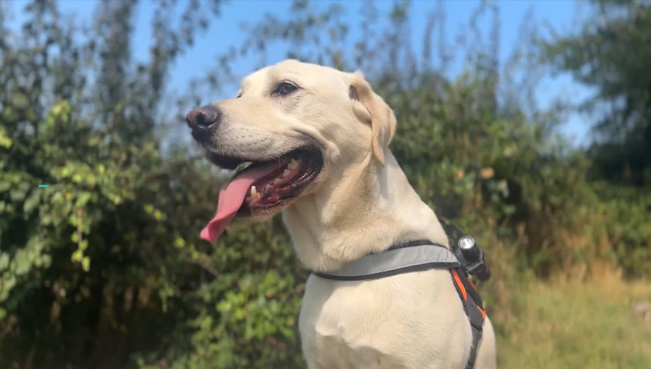 Rescue Dog