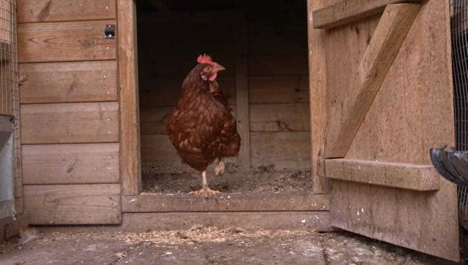 Hen Hotels