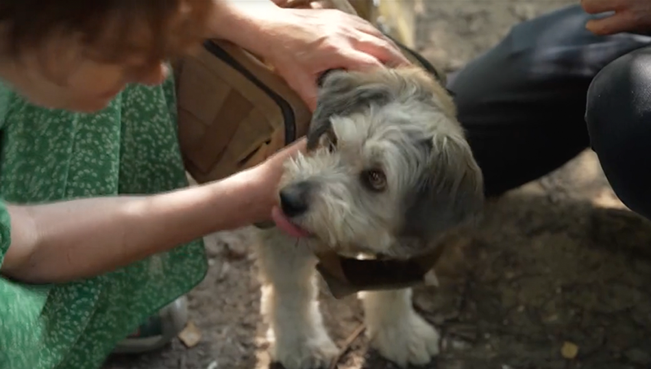 Seed Dogs