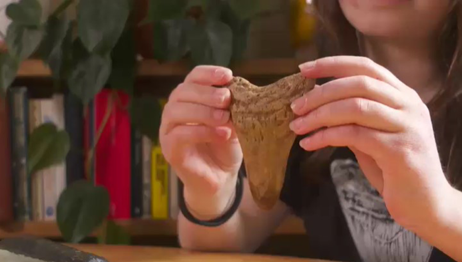 Prehistoric Shark Tooth