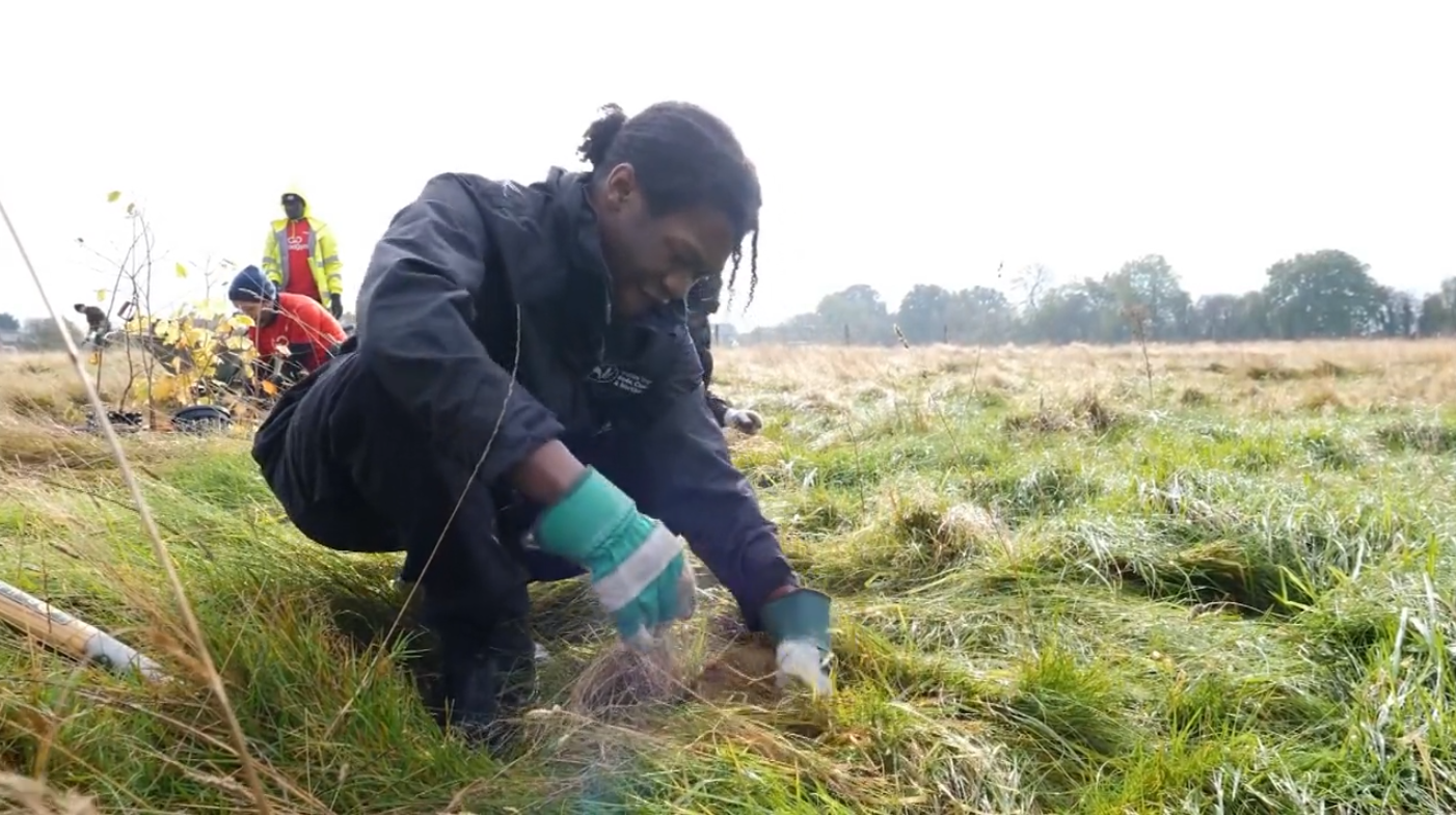 Woodland Restoration