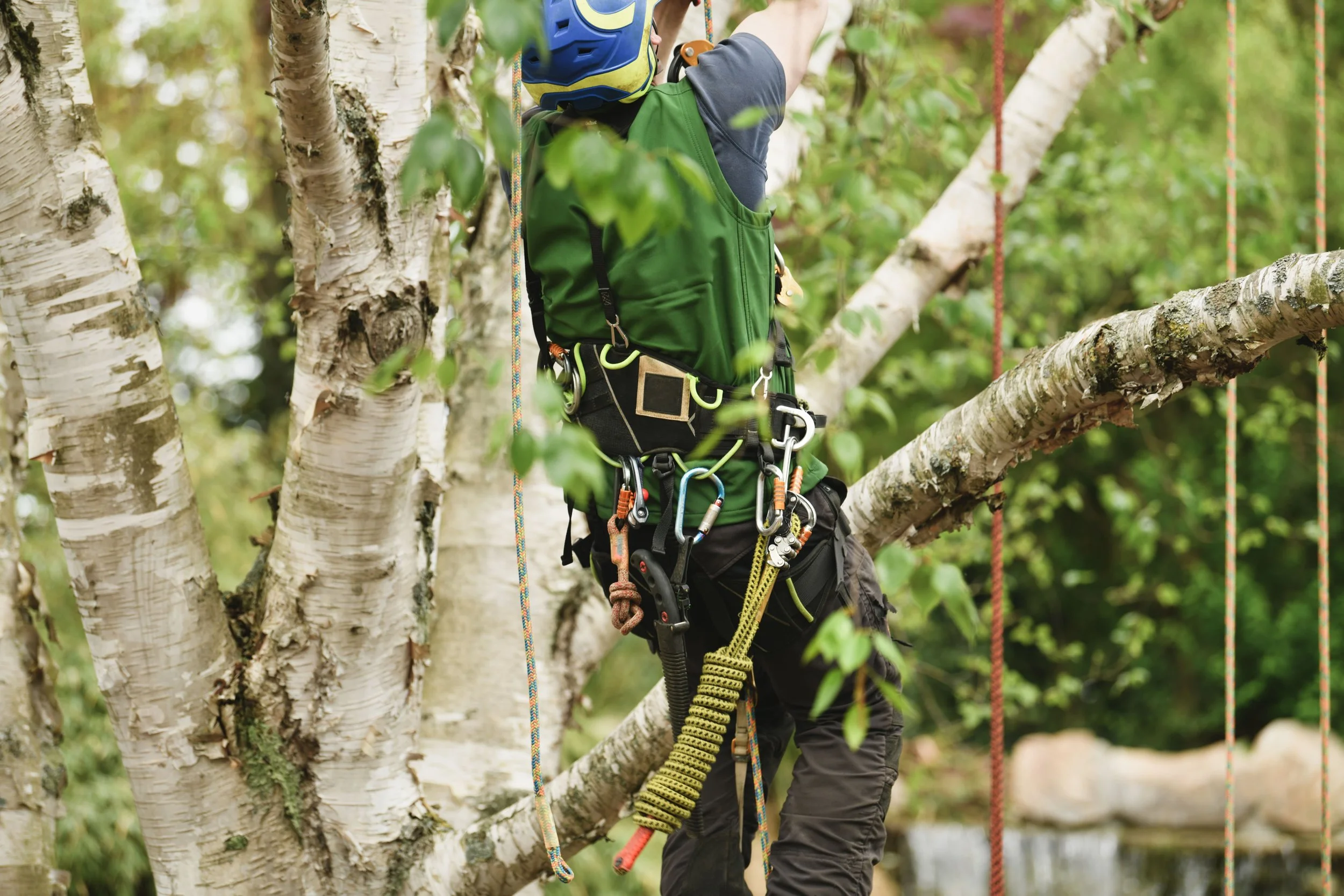 Emergency Tree Removal Services in The Woodlands, TX: What Homeowners Need to Know